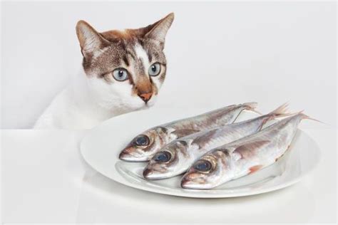 你有養貓嗎 現在有了 夢到魚吃魚